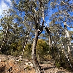 Eucalyptus dives at Uriarra Village, ACT - 28 Jul 2024