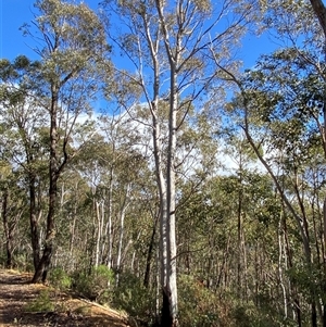 Eucalyptus mannifera subsp. mannifera at Uriarra Village, ACT - 28 Jul 2024