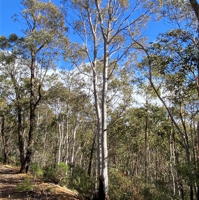 Eucalyptus mannifera subsp. mannifera (Brittle Gum) at Uriarra Village, ACT - 28 Jul 2024 by Tapirlord