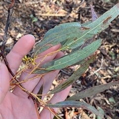 Eucalyptus mannifera subsp. mannifera at Uriarra Village, ACT - 28 Jul 2024