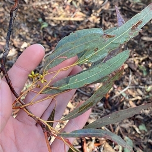 Eucalyptus mannifera subsp. mannifera at Uriarra Village, ACT - 28 Jul 2024