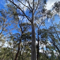 Eucalyptus mannifera subsp. mannifera at Uriarra Village, ACT - 28 Jul 2024