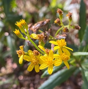 Senecio linearifolius var. latifolius at Uriarra Village, ACT - 28 Jul 2024