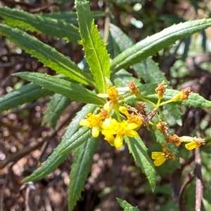 Senecio linearifolius var. latifolius at Uriarra Village, ACT - 28 Jul 2024