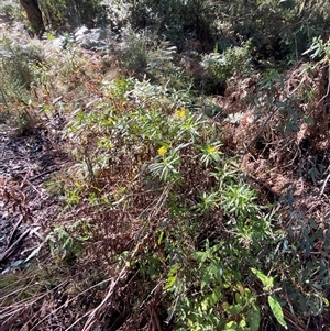 Senecio linearifolius var. latifolius at Uriarra Village, ACT - 28 Jul 2024