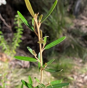 Astrotricha ledifolia at Uriarra Village, ACT - 28 Jul 2024 10:52 AM