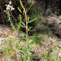 Astrotricha ledifolia at Uriarra Village, ACT - 28 Jul 2024 10:52 AM