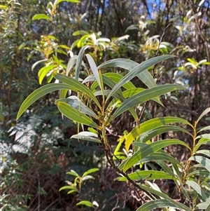 Acacia rubida at Uriarra Village, ACT - 28 Jul 2024