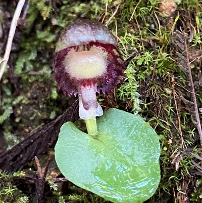 Corysanthes grumula (Stately helmet orchid) by Tapirlord