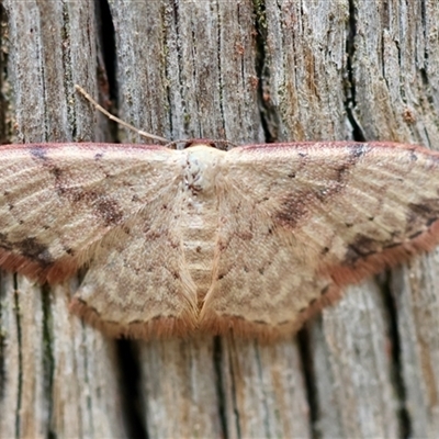 Idaea halmaea (Two-spotted Wave) at Mongarlowe, NSW - 26 Nov 2024 by LisaH