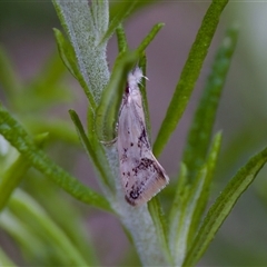 Thema (genus) (A Concealer moth) at Cotter River, ACT - 23 Nov 2024 by KorinneM