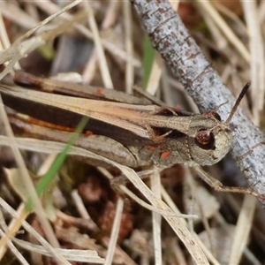 Cryptobothrus chrysophorus at Mongarlowe, NSW - suppressed