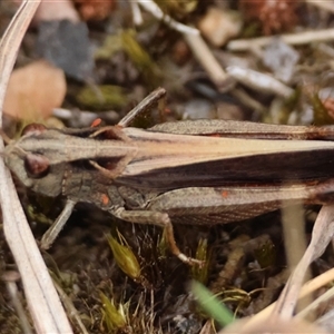 Cryptobothrus chrysophorus at Mongarlowe, NSW - suppressed