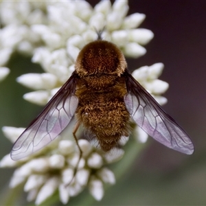 Staurostichus sp. (genus) at Cotter River, ACT - 23 Nov 2024