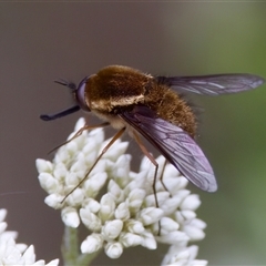 Staurostichus sp. (genus) at Cotter River, ACT - 23 Nov 2024