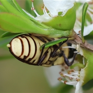 Castiarina decemmaculata at Mongarlowe, NSW - 26 Nov 2024