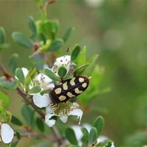 Castiarina decemmaculata at Mongarlowe, NSW - 26 Nov 2024