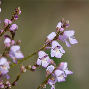 Prostanthera lasianthos (Victorian Christmas Bush) at Cotter River, ACT by KorinneM