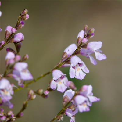 Prostanthera lasianthos (Victorian Christmas Bush) at Cotter River, ACT - 23 Nov 2024 by KorinneM