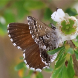 Neolucia agricola (Fringed Heath-blue) at Mongarlowe, NSW by LisaH