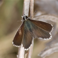 Neolucia agricola at Mongarlowe, NSW - suppressed