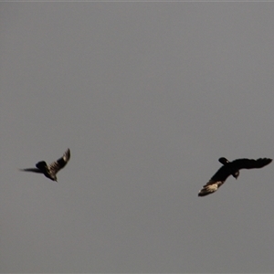 Corvus coronoides at Whitlam, ACT - 5 Sep 2014