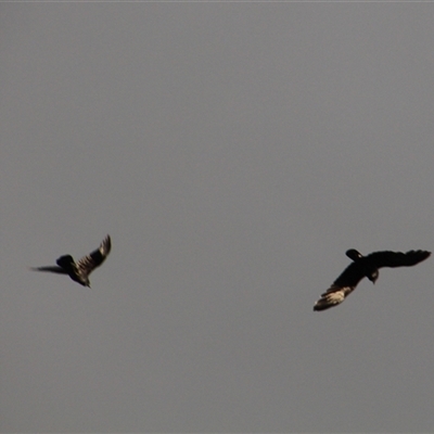 Corvus coronoides (Australian Raven) at Whitlam, ACT - 5 Sep 2014 by Jennybach