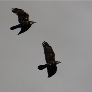 Corvus coronoides at Whitlam, ACT - 5 Sep 2014