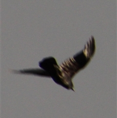 Corvus coronoides at Whitlam, ACT - 5 Sep 2014