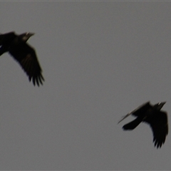 Corvus coronoides at Whitlam, ACT - 5 Sep 2014