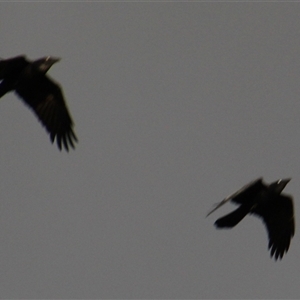 Corvus coronoides at Whitlam, ACT - 5 Sep 2014