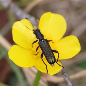 Eleale simplex (Clerid beetle) at Mongarlowe, NSW by LisaH