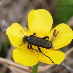 Eleale simplex at Mongarlowe, NSW - 26 Nov 2024