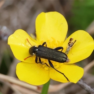 Eleale simplex at Mongarlowe, NSW - suppressed