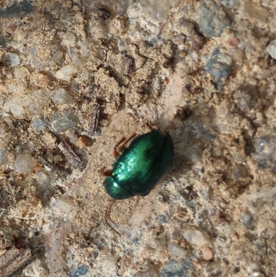 Unverified Leaf beetle (Chrysomelidae) at  - suppressed by LisaH