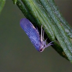 Eurymelini (tribe) (Gum Tree Hopper) at Cotter River, ACT - 23 Nov 2024 by KorinneM