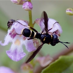 Conopidae (family) at Cotter River, ACT - 23 Nov 2024 03:21 PM