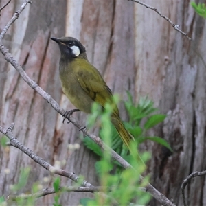 Nesoptilotis leucotis (White-eared Honeyeater) at Mongarlowe, NSW by LisaH