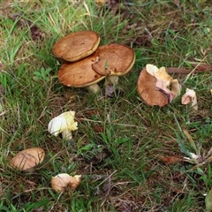 Suillus granulatus (Weeping Bolete) at Mongarlowe, NSW - 26 Nov 2024 by LisaH