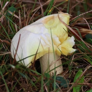 Suillus granulatus at suppressed - suppressed