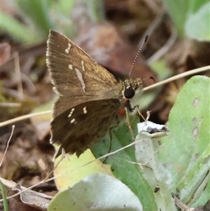 Toxidia parvula (Banded Grass-skipper) at Mongarlowe, NSW by LisaH