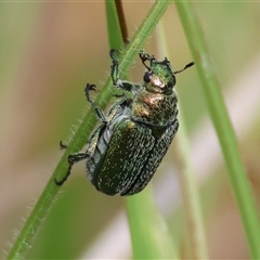 Diphucephala sp. (genus) (Green Scarab Beetle) at Mongarlowe, NSW - 26 Nov 2024 by LisaH