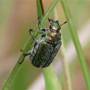 Diphucephala sp. (genus) at Mongarlowe, NSW - 27 Nov 2024