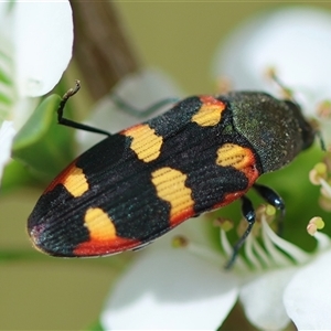 Castiarina sexplagiata at Mongarlowe, NSW - 27 Nov 2024