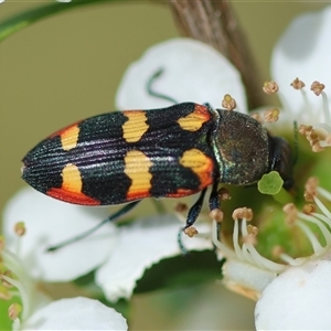 Castiarina sexplagiata at Mongarlowe, NSW - 27 Nov 2024