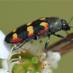 Castiarina sexplagiata at Mongarlowe, NSW - 27 Nov 2024