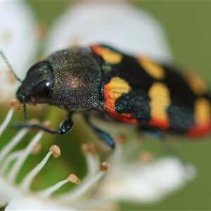 Castiarina sexplagiata at Mongarlowe, NSW - 27 Nov 2024