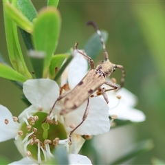 Pempsamacra tillides (Longhorn or longicorn beetle) at Mongarlowe, NSW - 26 Nov 2024 by LisaH