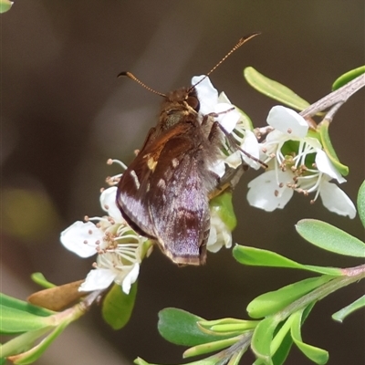 Toxidia doubledayi (Lilac Grass-skipper) at Mongarlowe, NSW - 27 Nov 2024 by LisaH