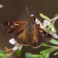 Toxidia doubledayi at Mongarlowe, NSW - suppressed